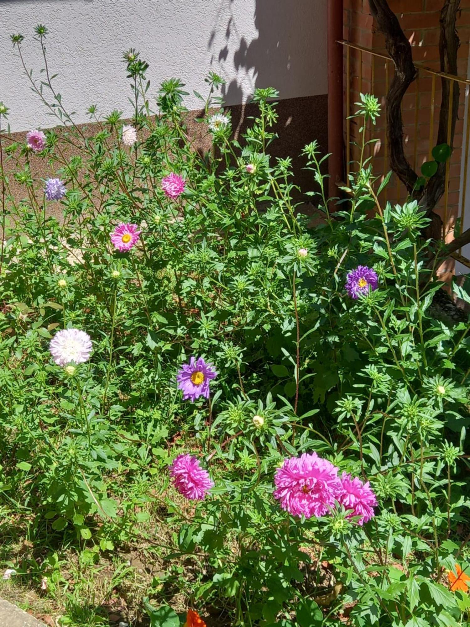 Apartamento Mala Kuca Foca Exterior foto